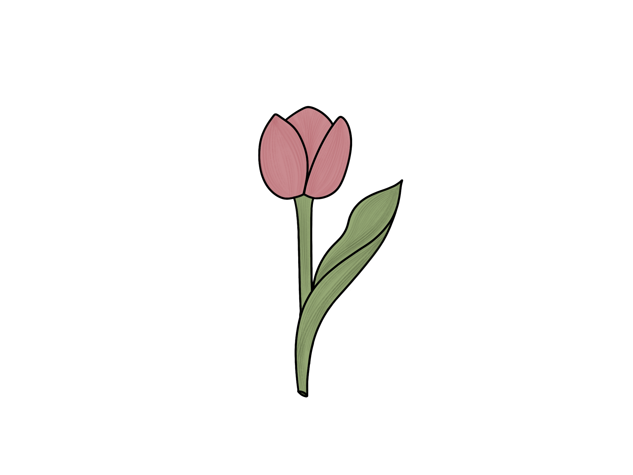 Tulip - Tall Single Stem
