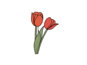 Tulip - Tall Double Stem
